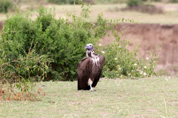 Vautour du visage (Torgos tracheliotus) ) — Photo