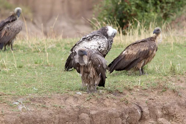 Ruppell's vulture (Gyps rueppellii) — Stock Photo, Image