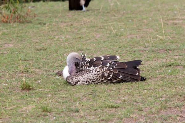 Ruppell's vulture (Gyps rueppellii) — Stock Photo, Image