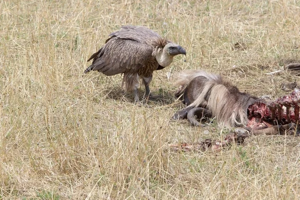 Vautour à dos blanc (Gyps africanus ) — Photo