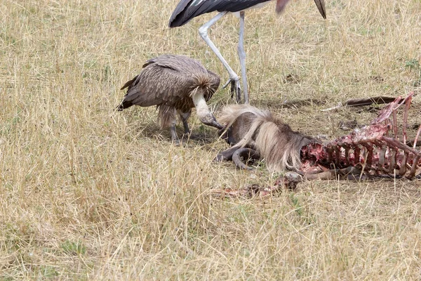 Beyaz yedeklenmiş akbaba (gyps africanus)