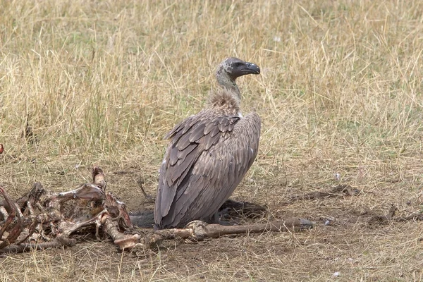 White backed vulture ( Gyps africanus) — Stock Photo, Image