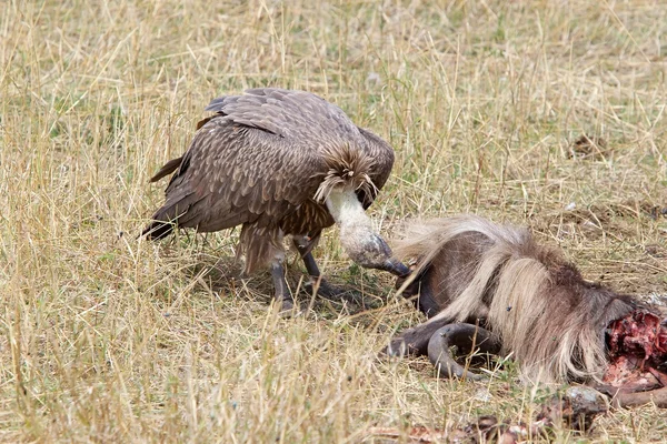 White backed vulture ( Gyps africanus) — Stock Photo, Image