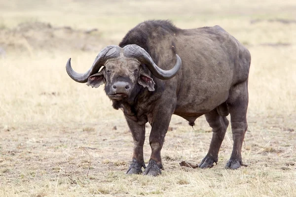 Búfalo africano (Sincerus caffer ) — Foto de Stock