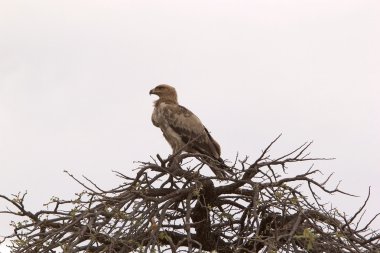Sarımsı kahverengi kartal (Aquila rapax)