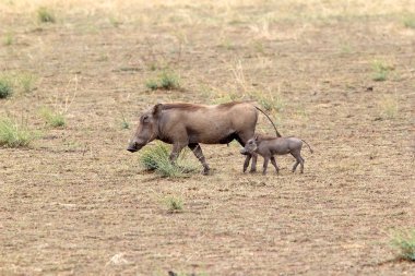 Warthog (Phacochaerus africanus)