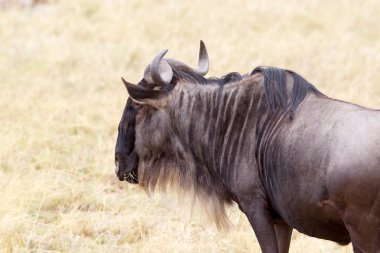 Manda (Connochaetes taurinus)