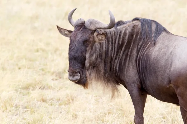 GNU (Connochaetes taurinus) — Stockfoto