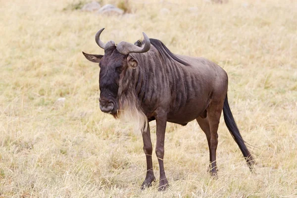 Gnus (Connoquetes taurinus ) — Fotografia de Stock