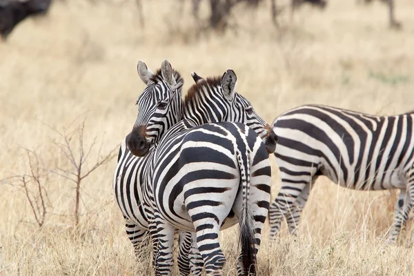 Zebra (Equus burchellii) — Stock Photo, Image