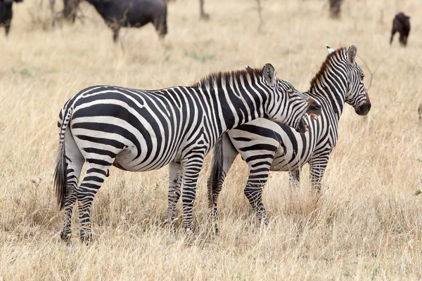 Zebra (equus burchellii)) — Stockfoto