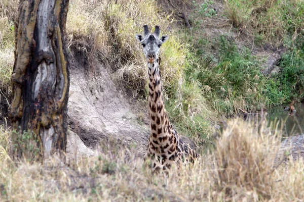 Girafa (Giraffa camelopardalis ) — Fotografie, imagine de stoc