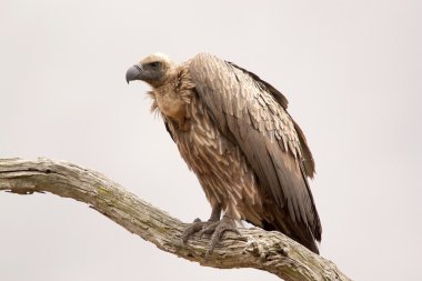 Beyaz yedeklenmiş akbaba (gyps africanus)