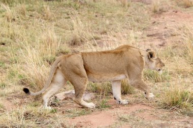 Afrikalı dişi aslan (Panthera leo)