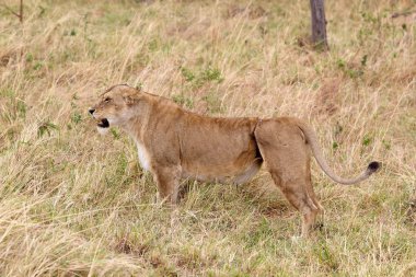 Afrikalı dişi aslan (Panthera leo)