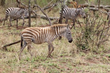 Zebra (Equus burchellii)