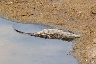 Nil timsahı (Crocodylus niloticus)