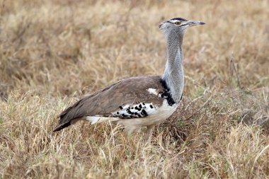 (Ardeotis kori Kori damla)