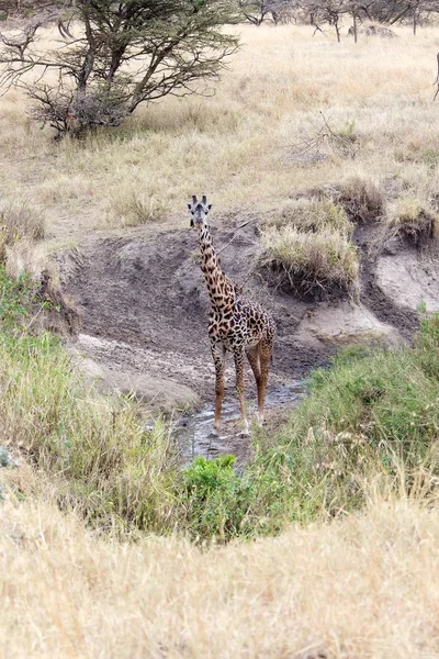 Giraffa (Giraffa camelopardalis ) — Foto Stock