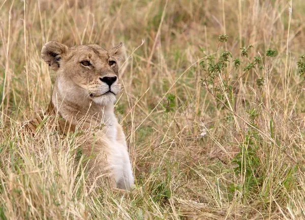 African lioness (Panthera leo) — Stock Photo, Image