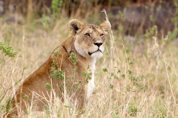 Afrikaanse leeuwin (Panthera leo)) — Stockfoto