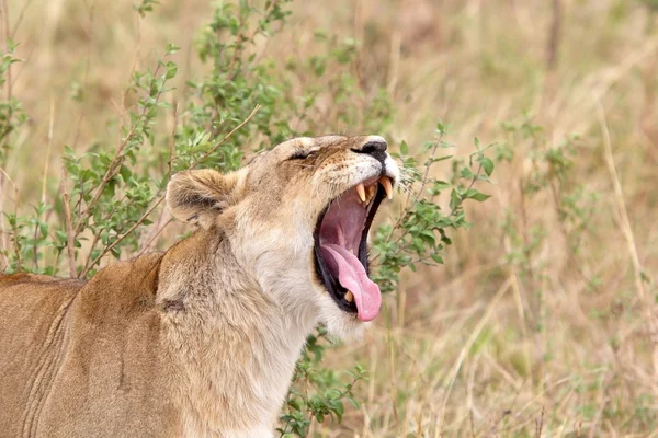 Africká lvice (Panthera leo) — Stock fotografie