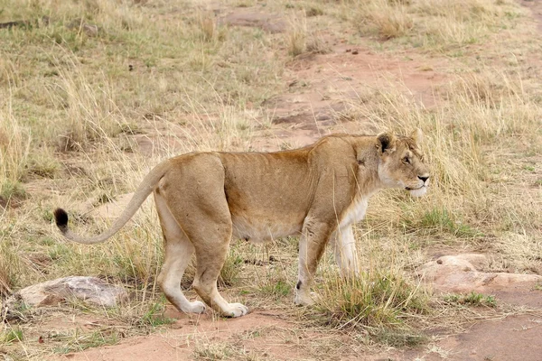 Африканская львица (Panthera leo ) — стоковое фото