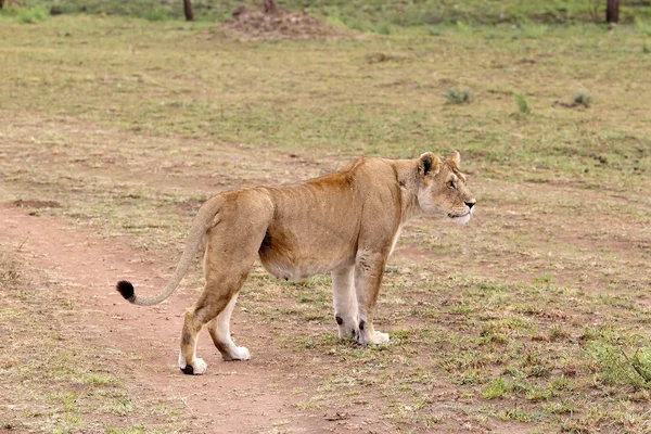 Leonessa africana (Panthera leo) — Foto Stock