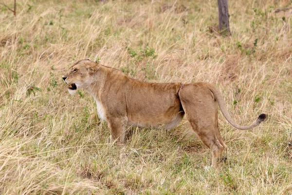 Afrikanische Löwin (Panthera leo)) — Stockfoto