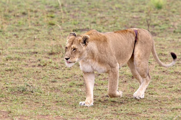 Afrikai oroszlán (Panthera leo)) — Stock Fotó