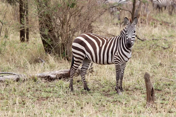 Zebra (Equus burchelli) — Fotografia de Stock