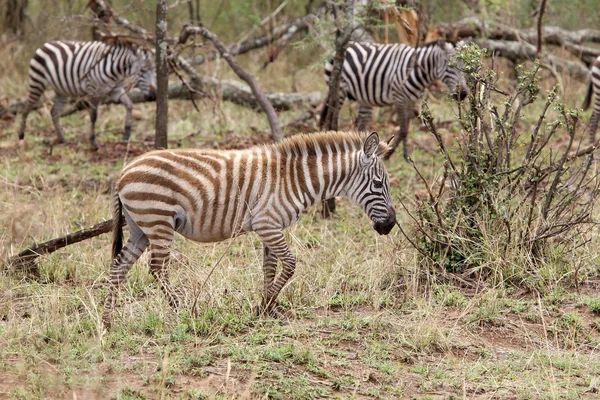 Zebra (Equus burchellii) — Stok fotoğraf