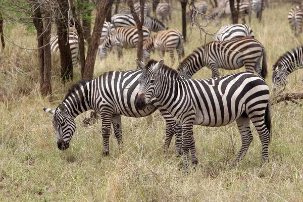 Zebra (Equus burchellii) — Stok fotoğraf