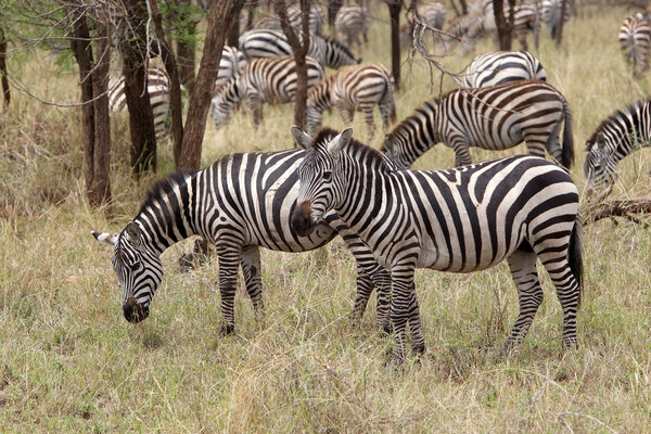 Zebras (Equus burchellii) in the african savanna