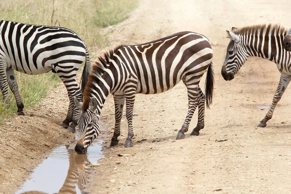 Zebra (Equus burchellii) — Stok fotoğraf