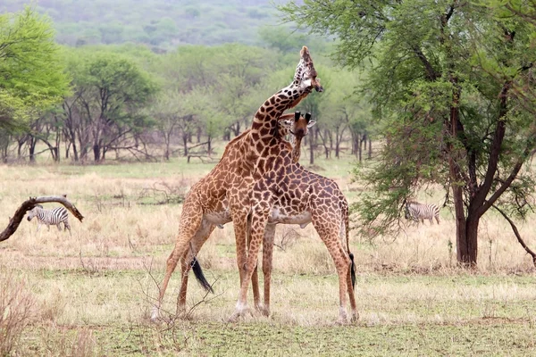 Jirafa (Giraffa camelopardalis ) — Foto de Stock