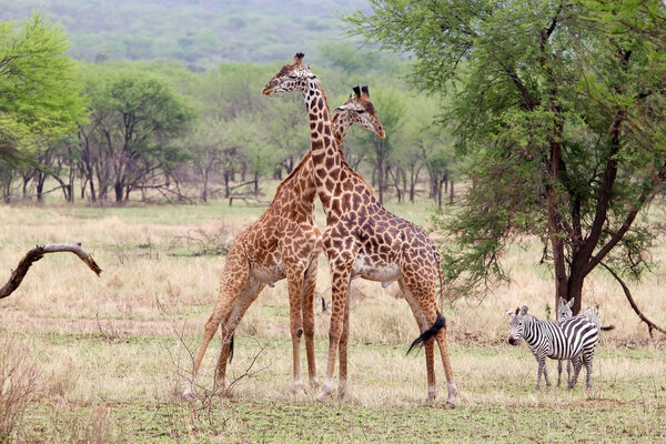 Giraffes (Giraffa camelopardalis) in the african savanna with zebras (Equus burchellii) in the background