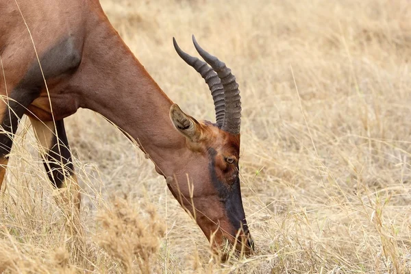 Topi (Damaliscus lunatus) — Fotografia de Stock