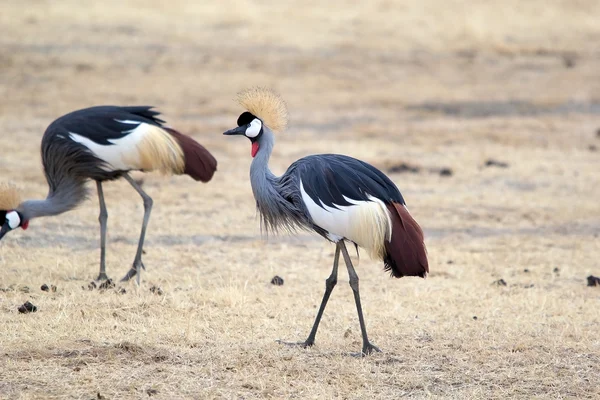 Серый коронный журавль (Balearica regulorum ) — стоковое фото