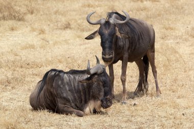 Manda (Connochaetes taurinus)