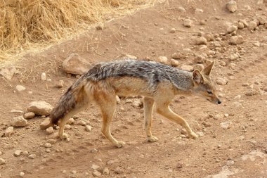 siyah yedeklenmiş çakal (canis mesomelas)