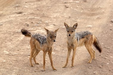 siyah yedeklenmiş çakal (canis mesomelas)
