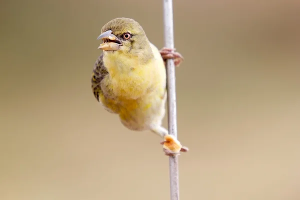 Gul fronted kanariefågel (serinus mozambicus) — Stockfoto