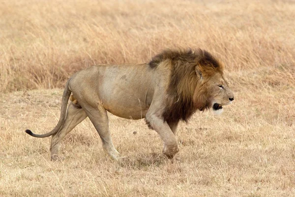 Afrikai oroszlán (Panthera leo) — Stock Fotó