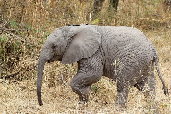 Słoń afrykański (Loxodonta africana) — Zdjęcie stockowe