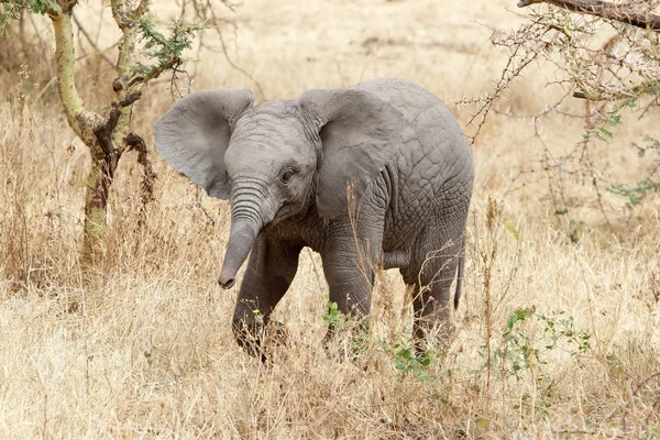 Африканский слон (Loxodonta africana) — стоковое фото