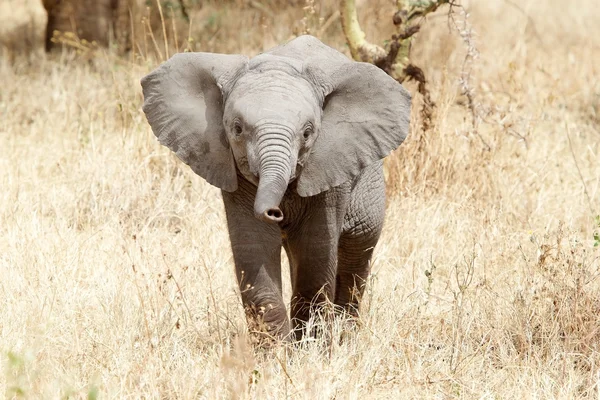 African elephant (Loxodonta africana) — Stock Photo, Image