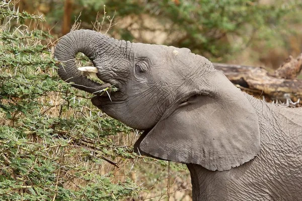 アフリカゾウ(ロクソドンアフリカ)) — ストック写真