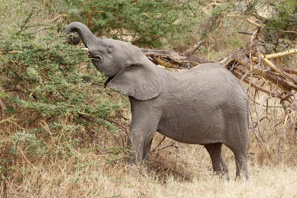 Африканский слон (Loxodonta africana) — стоковое фото