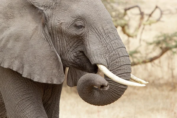 Africký slon (Loxodonta africana) — Stock fotografie
